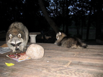 Brutus  & RacoonWeb Optomized R1