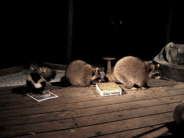 Skunk and racoonsWeb Optomized R1